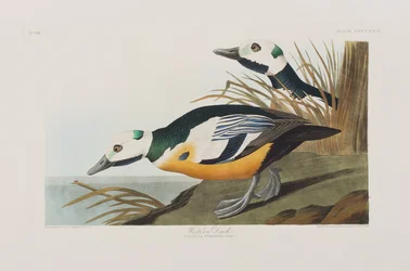 Illusztráció a "Birds of America"-ból