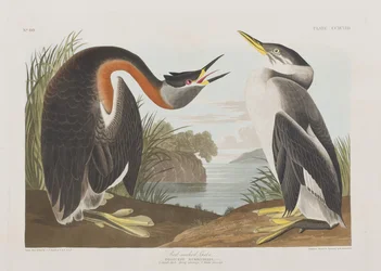 Illusztráció a "Birds of America"-ból