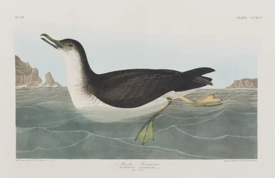 Illusztráció a "Birds of America"-ból