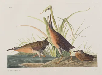 Illusztráció a "Birds of America"-ból