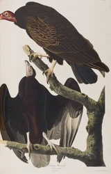 Illusztráció a "Birds of America"-ból
