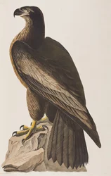 Illusztráció a "Birds of America"-ból