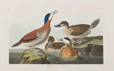 Illusztráció a "Birds of America"-ból