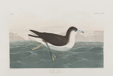 Illusztráció a "Birds of America"-ból