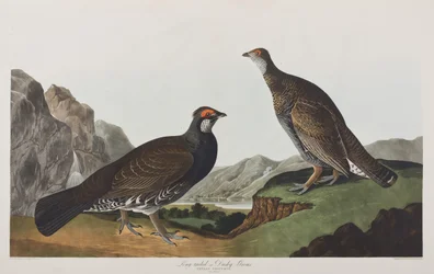 Illusztráció a "Birds of America"-ból