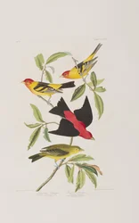 Illusztráció a "Birds of America"-ból