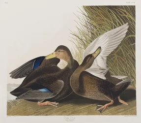 Illusztráció a "Birds of America"-ból