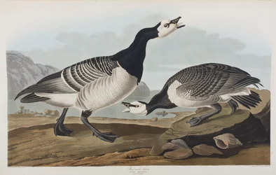 Illusztráció a "Birds of America"-ból