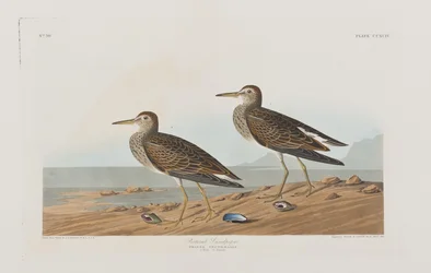 Illusztráció a "Birds of America"-ból