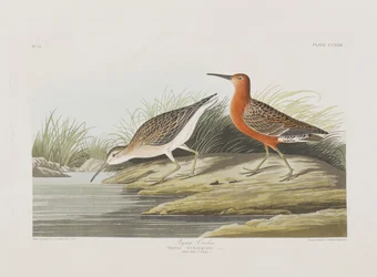 Illusztráció a "Birds of America"-ból