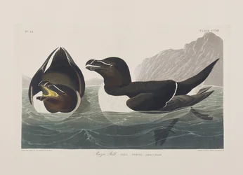 Illusztráció a "Birds of America"-ból