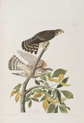 Illusztráció a "Birds of America"-ból