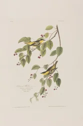 Illusztráció a "Birds of America"-ból