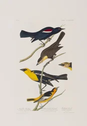 Illusztráció a "Birds of America"-ból