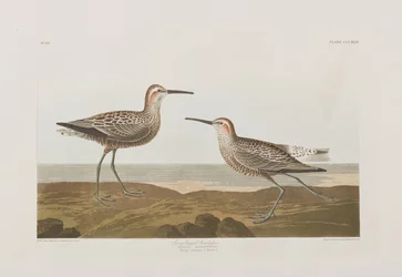 Illusztráció a "Birds of America"-ból