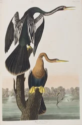 Illusztráció a "Birds of America"-ból