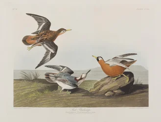 Illusztráció a "Birds of America"-ból