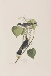 Illusztráció a "Birds of America"-ból