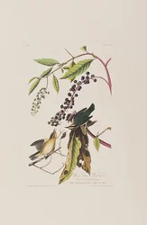 Illusztráció a "Birds of America"-ból