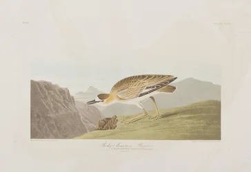 Illusztráció a "Birds of America"-ból