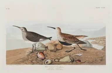 Illusztráció a "Birds of America"-ból