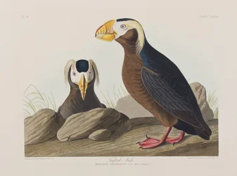 Illusztráció a "Birds of America"-ból