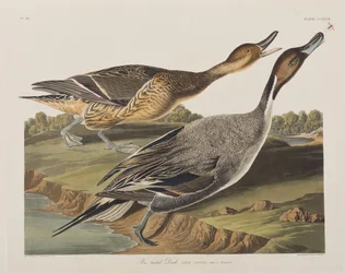 Illusztráció a "Birds of America"-ból