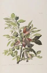 Illusztráció a "Birds of America"-ból