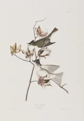 Illusztráció a "Birds of America"-ból