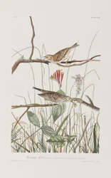 Illusztráció a "Birds of America"-ból