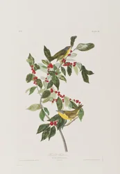 Illusztráció a "Birds of America"-ból