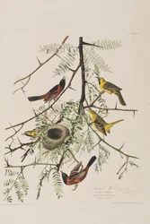 Illusztráció a "Birds of America"-ból