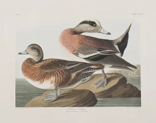 Illusztráció a "Birds of America"-ból