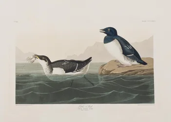 Illusztráció a "Birds of America"-ból