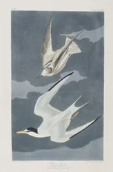 Illusztráció a "Birds of America"-ból