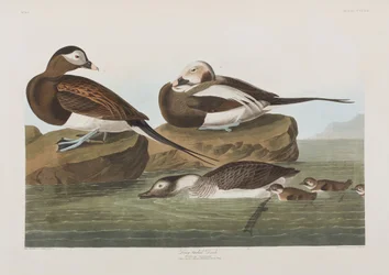 Illusztráció a "Birds of America"-ból