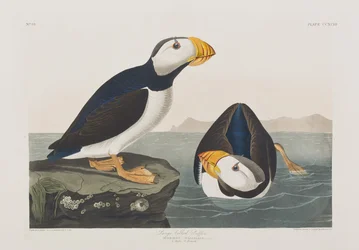 Illusztráció a "Birds of America"-ból