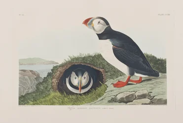 Illusztráció a "Birds of America"-ból