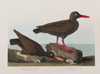 Illusztráció a "Birds of America"-ból