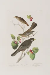 Illusztráció a "Birds of America"-ból
