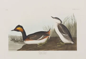 Illusztráció a "Birds of America"-ból