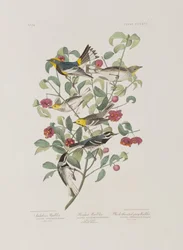 Illusztráció a "Birds of America"-ból