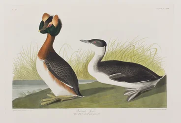 Illusztráció a "Birds of America"-ból