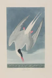 Illusztráció a "Birds of America"-ból