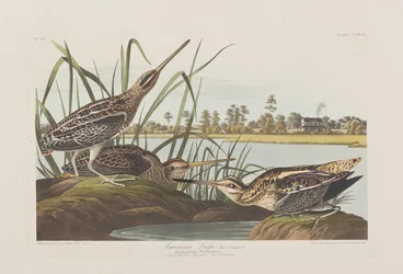 Illusztráció a "Birds of America"-ból