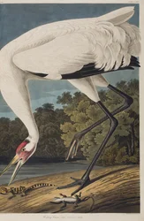Illusztráció a "Birds of America"-ból