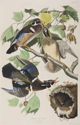 Illusztráció a "Birds of America"-ból