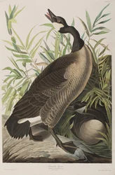 Illusztráció a "Birds of America"-ból