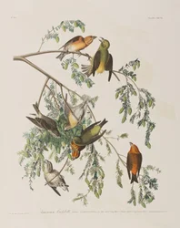 Illusztráció a „Birds of America” című könyvből