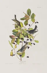 Illusztráció a "Birds of America"-ból
